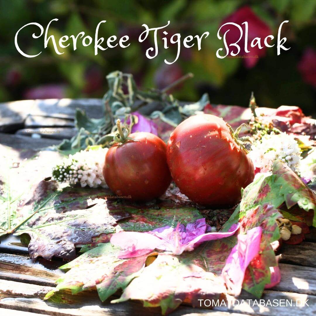 Cherokee Tiger Black Dwarf